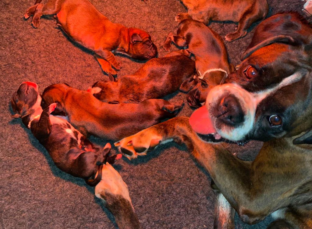 chiot Boxer des Mille Fontaines