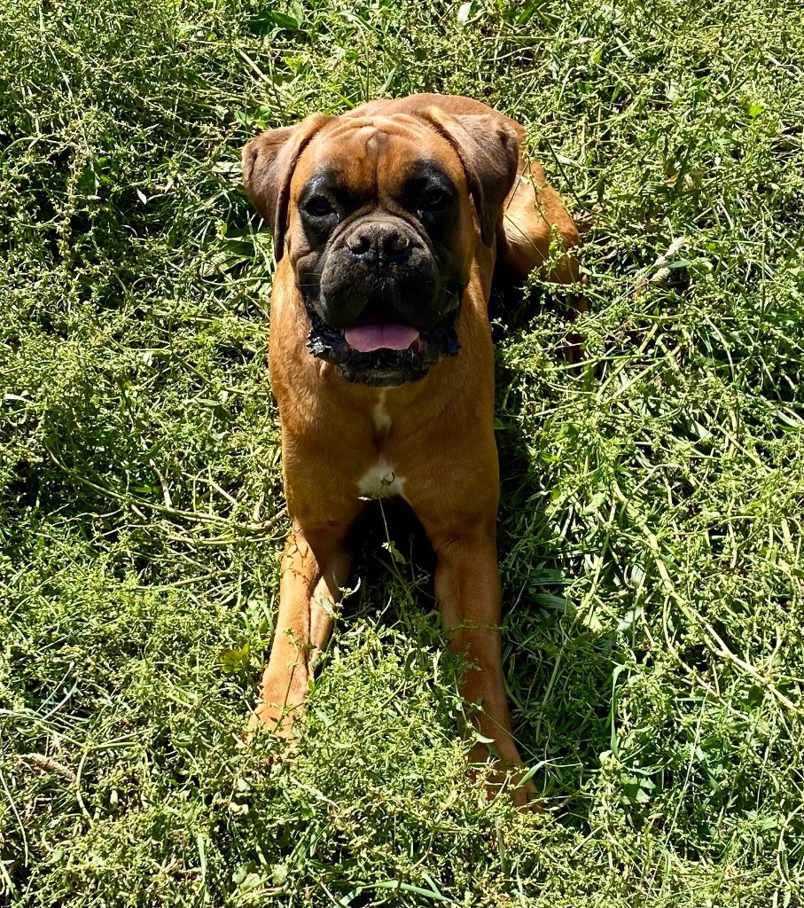 des Mille Fontaines - Chiot disponible  - Boxer