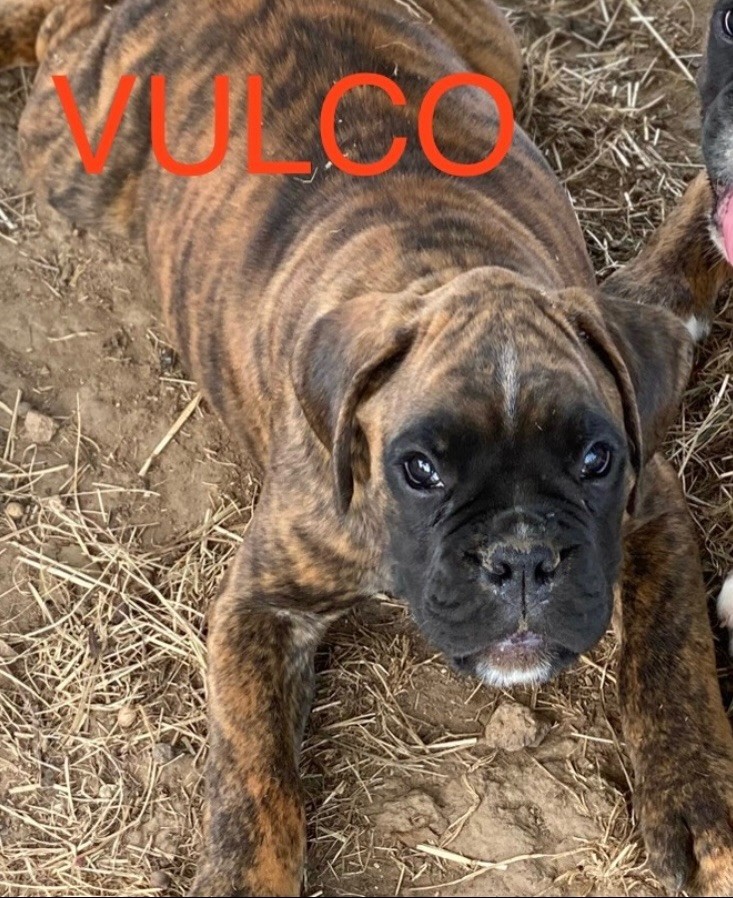 des Mille Fontaines - Chiot disponible  - Boxer