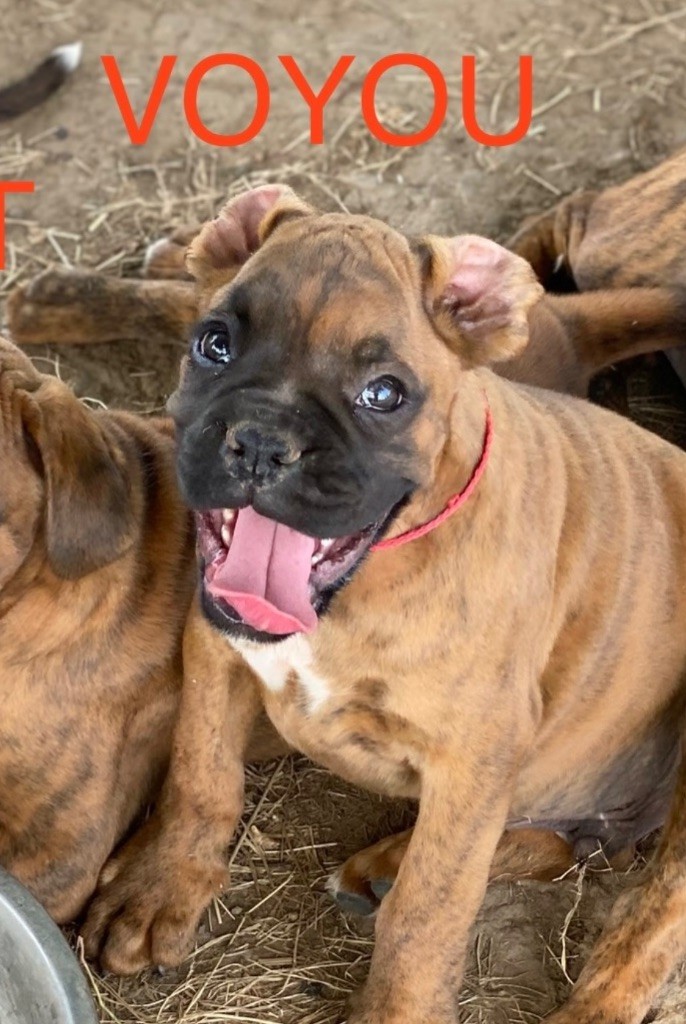 des Mille Fontaines - Chiot disponible  - Boxer