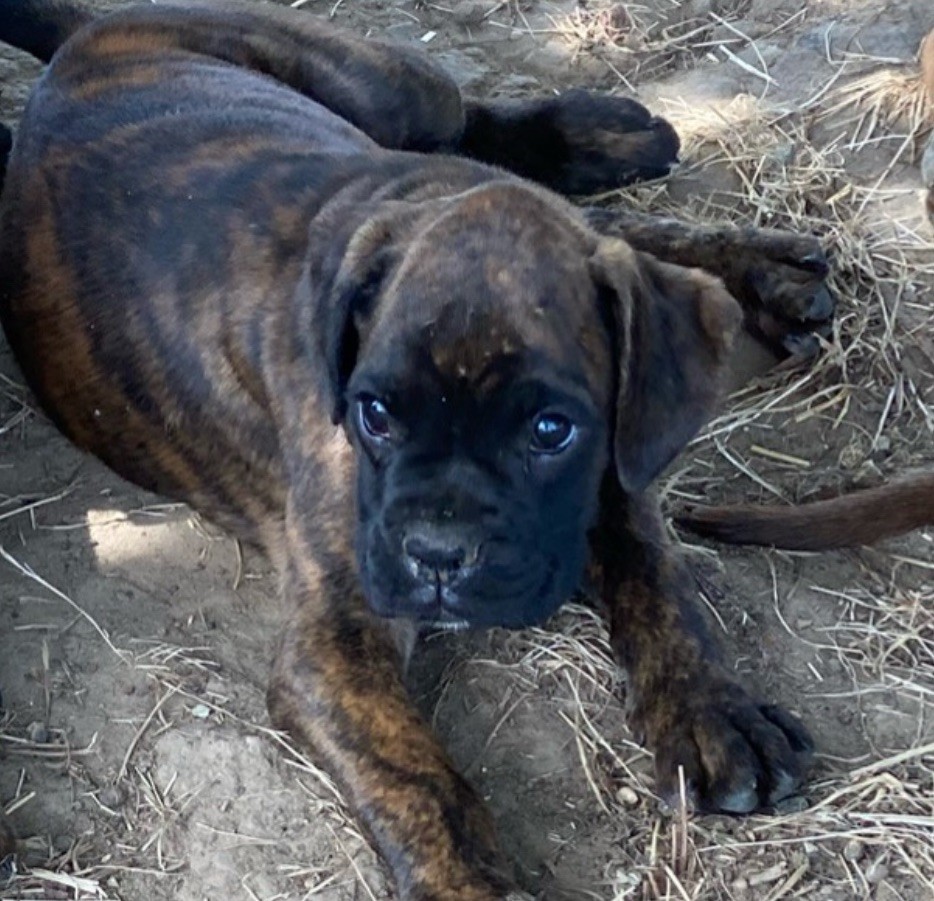 des Mille Fontaines - Chiot disponible  - Boxer