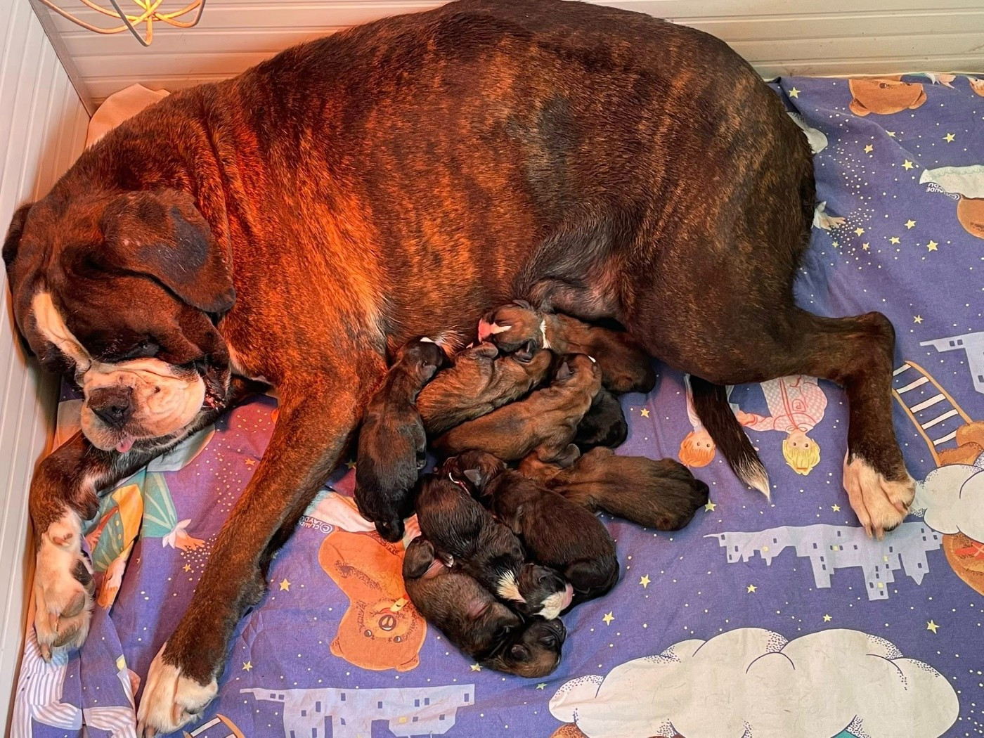 CHIOTS DISPONIBLES