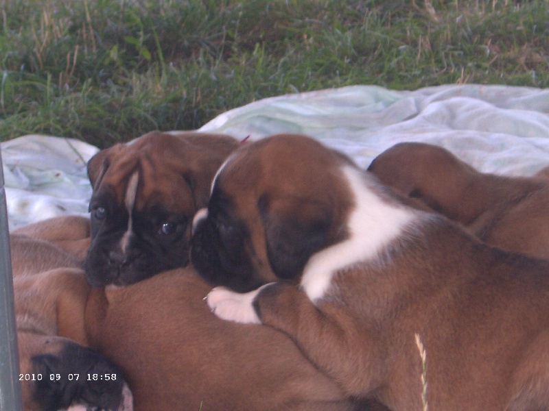 LES BEBES