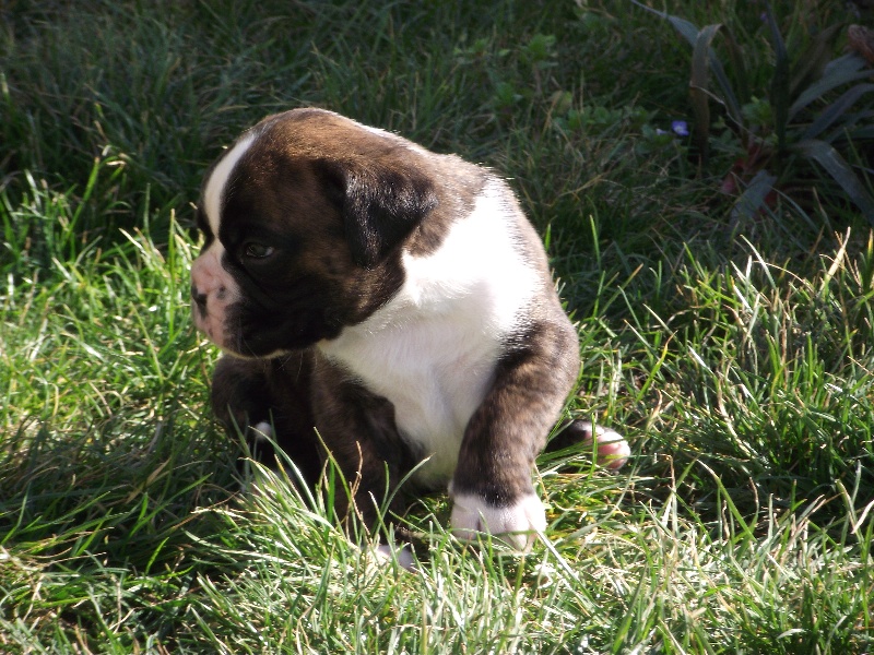 Chiots de Caline et Yaizo le 29/02/12