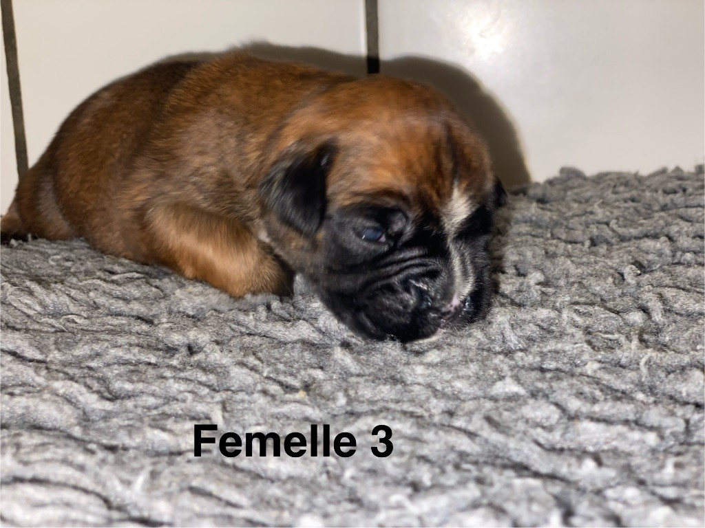des Mille Fontaines - Chiots disponibles - Boxer
