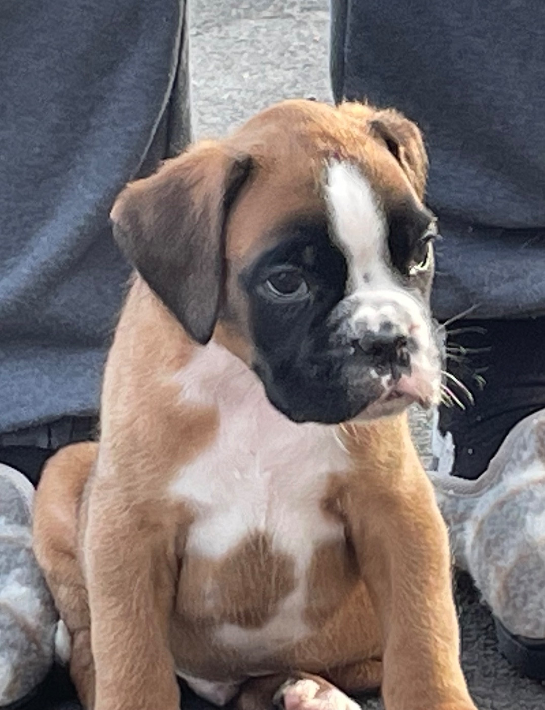 des Mille Fontaines - Boxer - Portée née le 26/10/2025