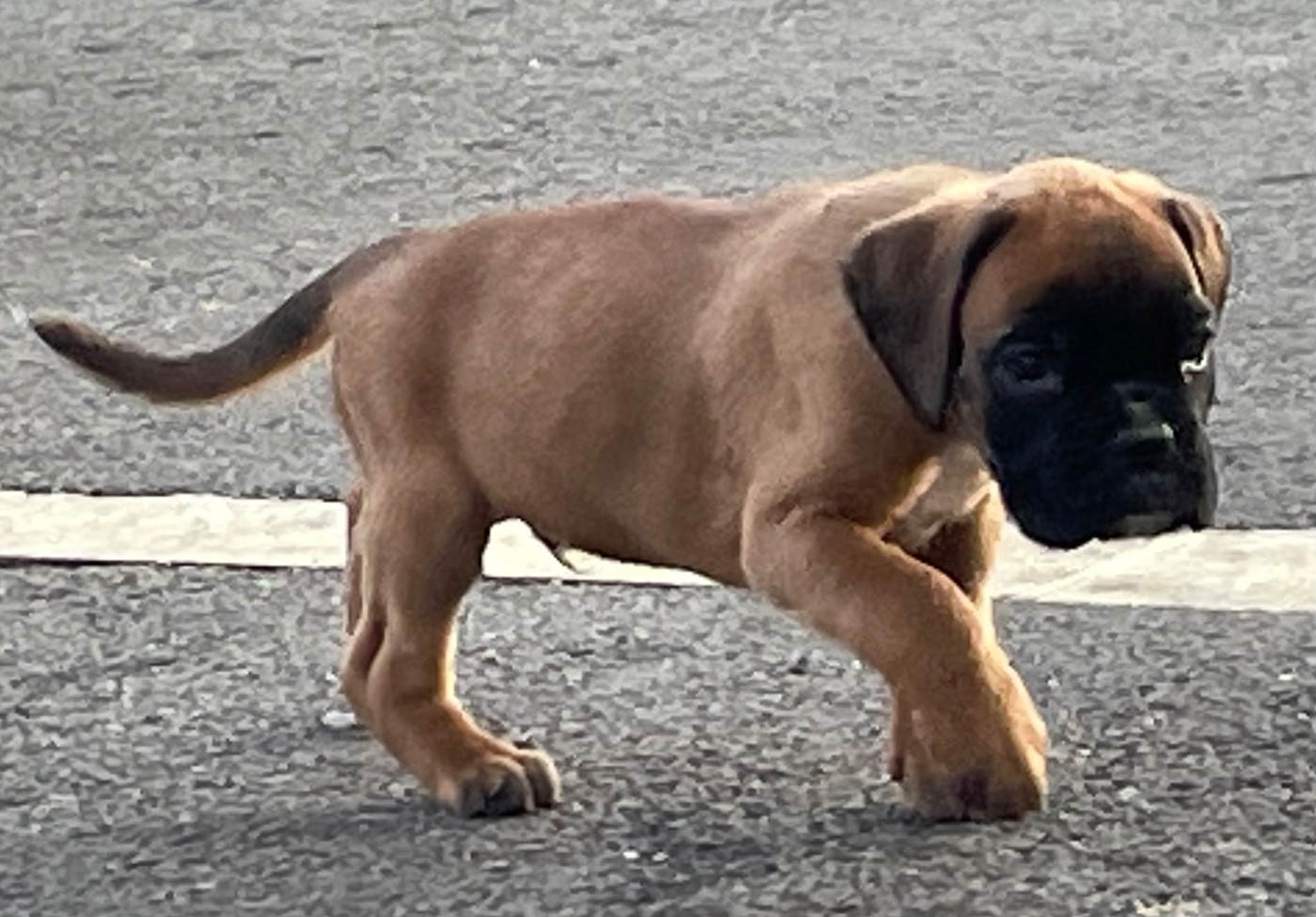 des Mille Fontaines - Chiots disponibles - Boxer
