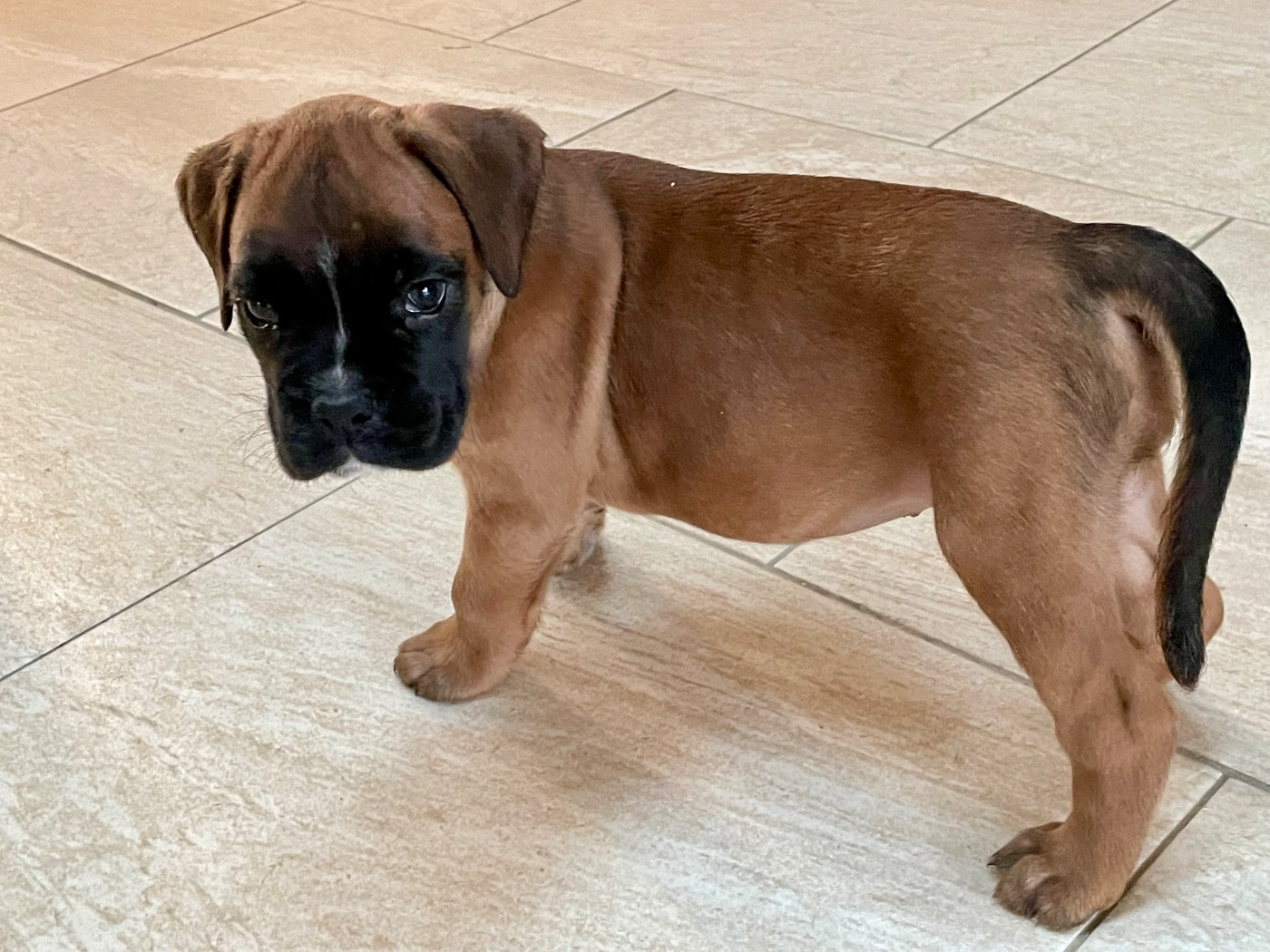 des Mille Fontaines - Chiots disponibles - Boxer