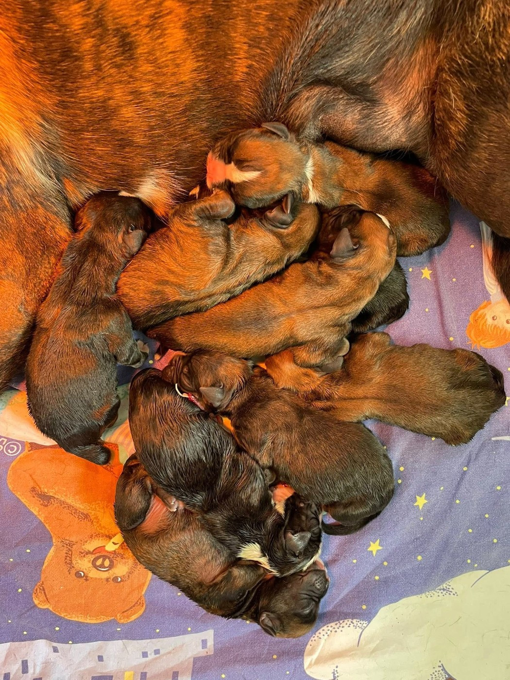 Chiot Boxer des Mille Fontaines