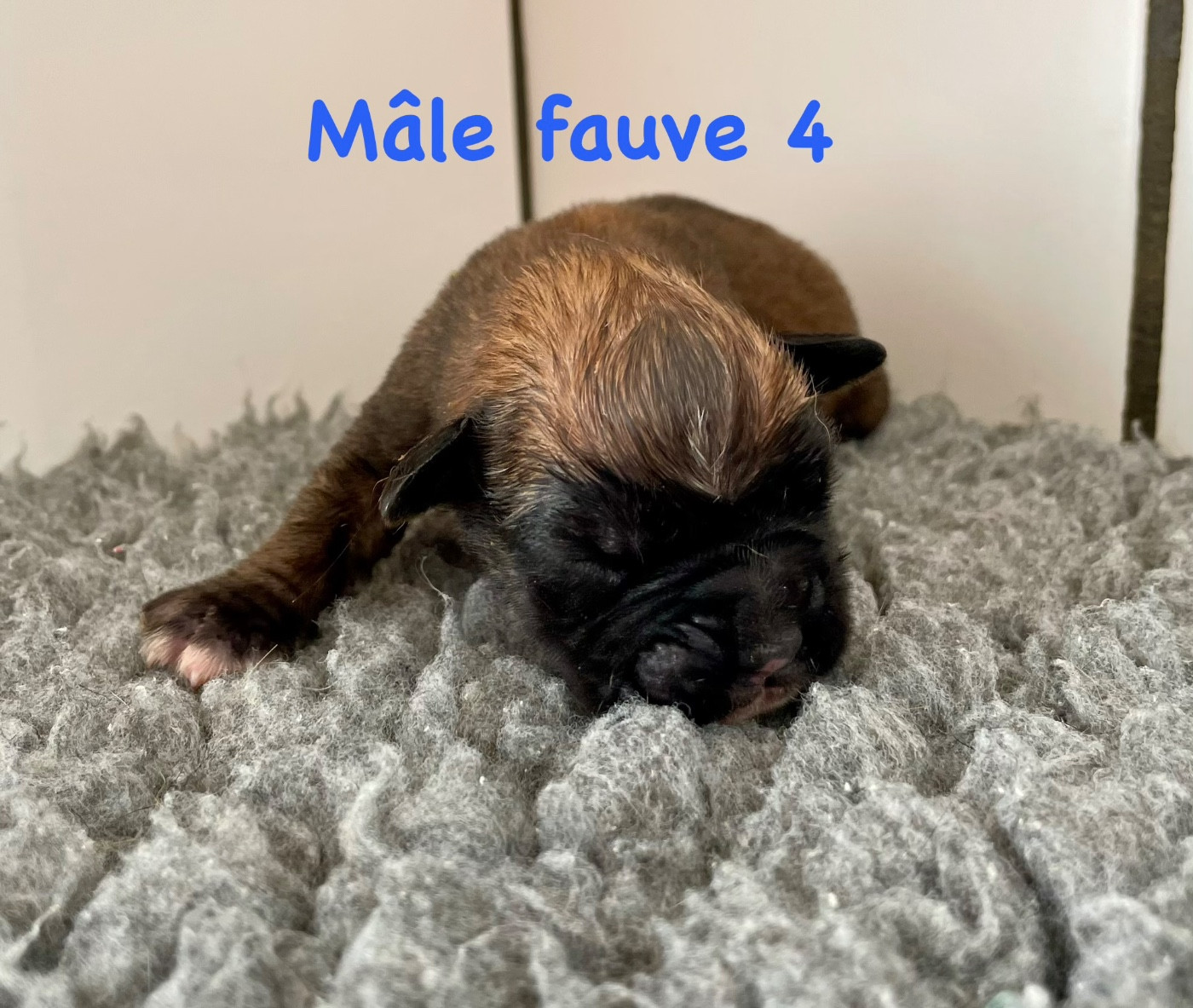 des Mille Fontaines - Chiots disponibles - Boxer