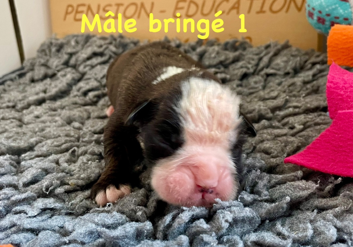 des Mille Fontaines - Chiots disponibles - Boxer