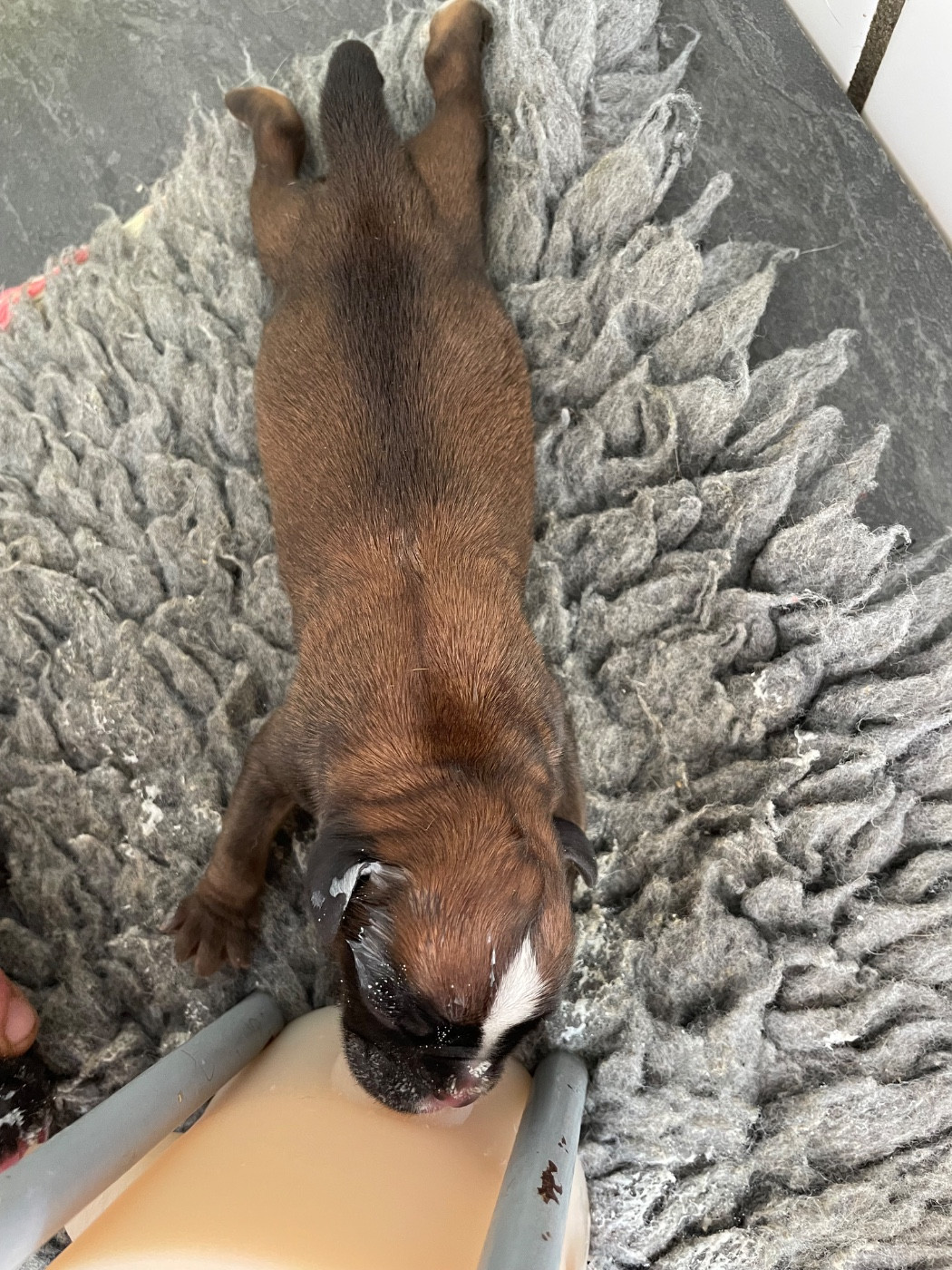 des Mille Fontaines - Chiots disponibles - Boxer