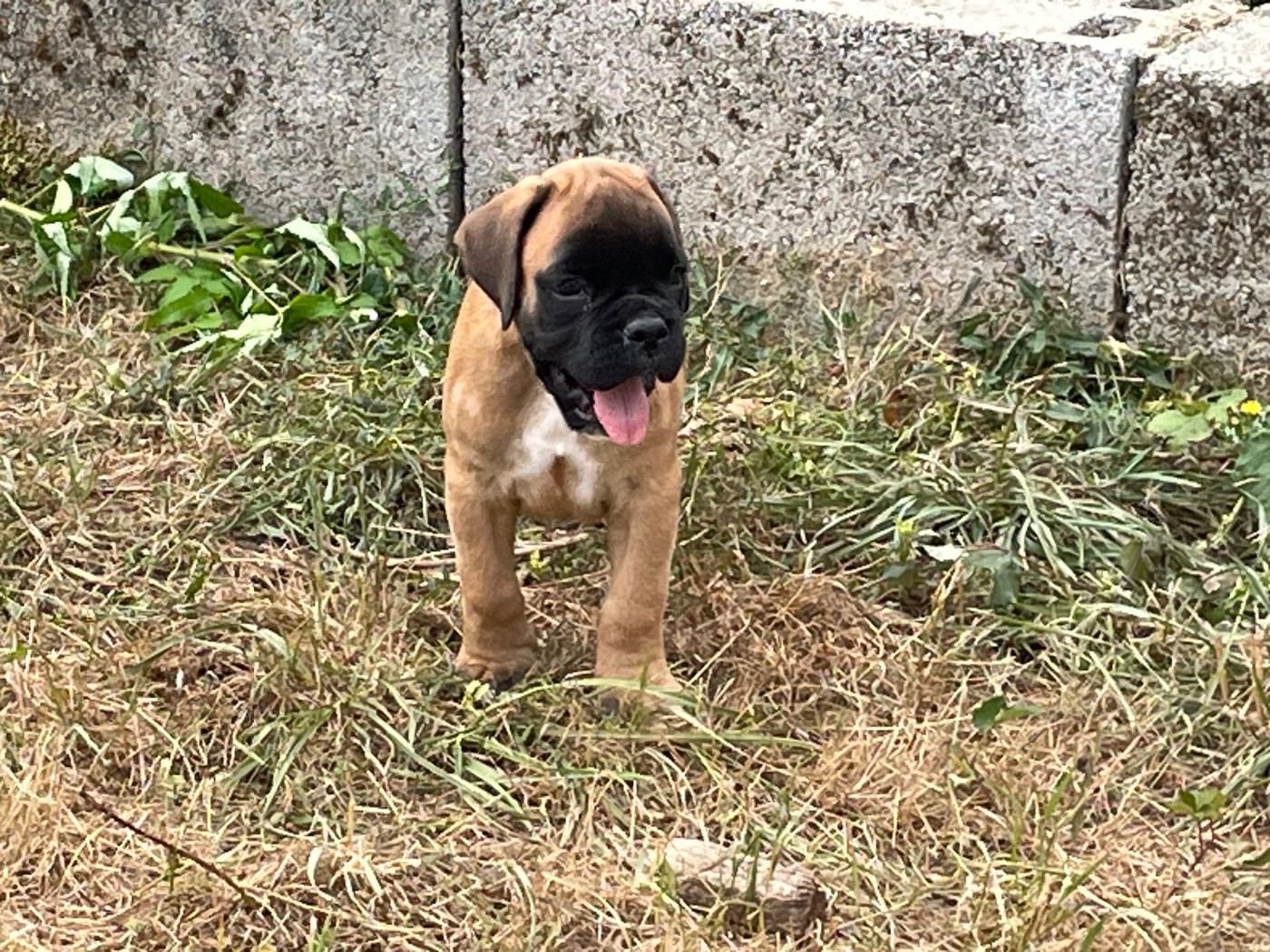 des Mille Fontaines - Chiots disponibles - Boxer