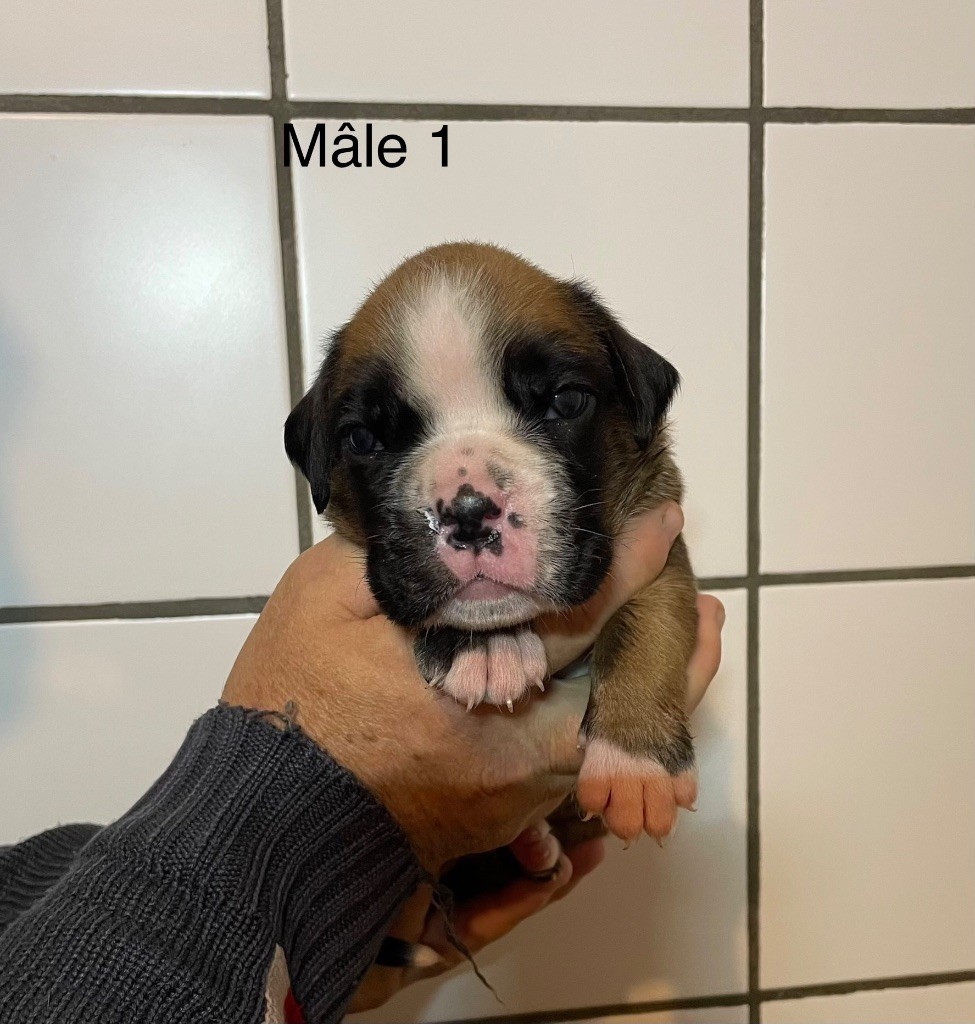 des Mille Fontaines - Chiots disponibles - Boxer
