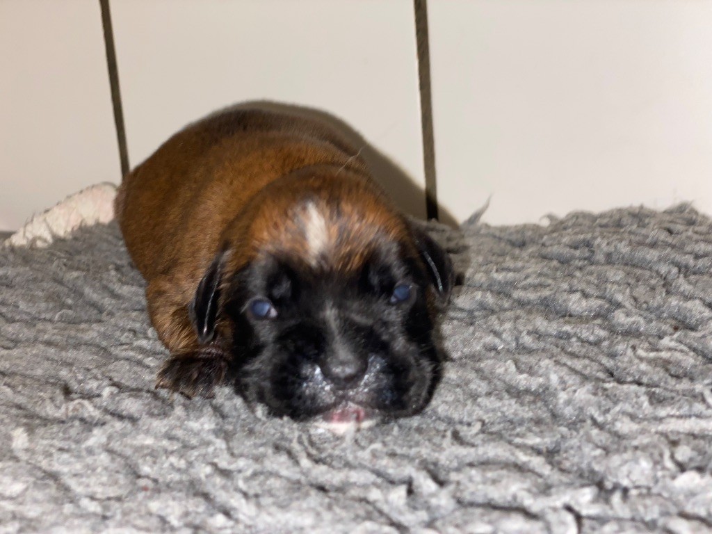 des Mille Fontaines - Chiots disponibles - Boxer