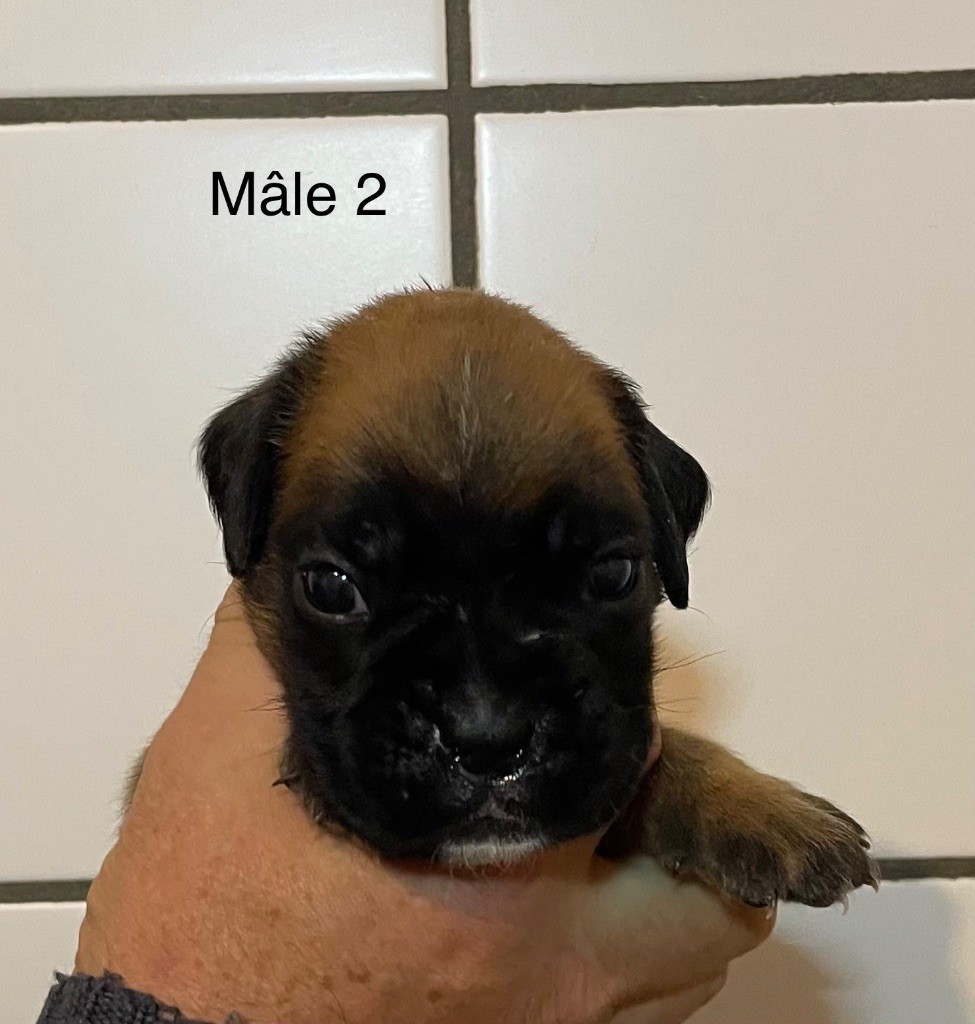 des Mille Fontaines - Chiots disponibles - Boxer