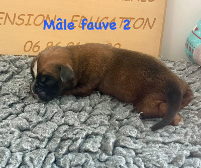 CHIOT fauve 2