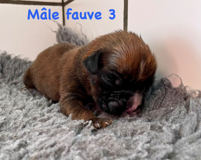 CHIOT fauve 3