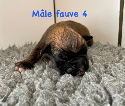 CHIOT fauve 4