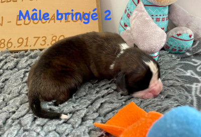 CHIOT bringé 2