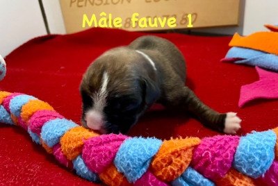 CHIOT fauve 1