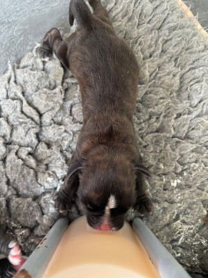 CHIOT bringée 1