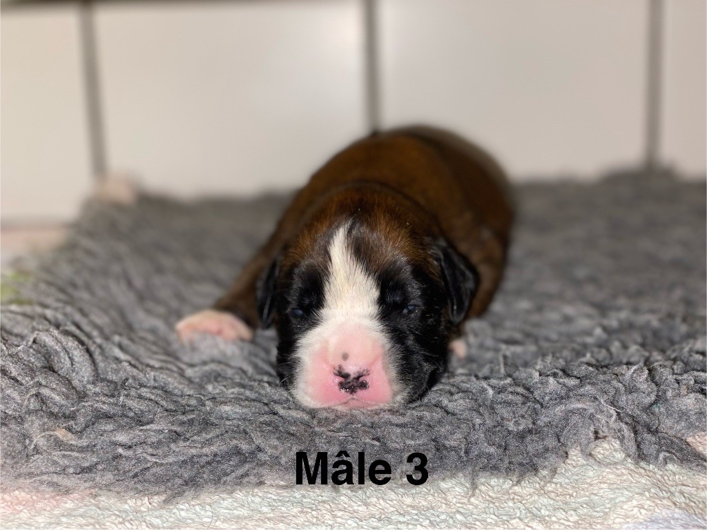 des Mille Fontaines - Chiots disponibles - Boxer