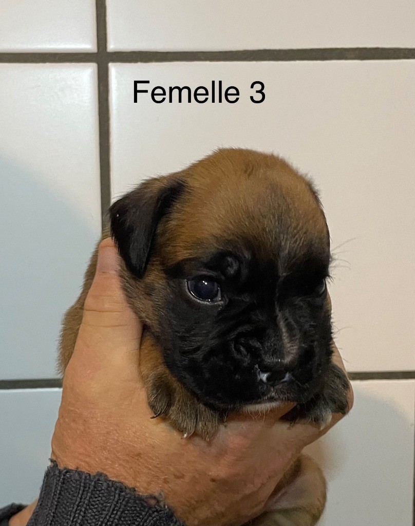 des Mille Fontaines - Chiots disponibles - Boxer